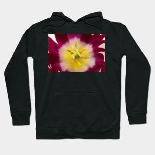 Tulipa  &#39;Zurel&#39;   Triumph Group  Tulip Hoodie